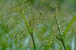 Scirpus expansus Fernald