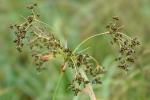 Scirpus expansus Fernald