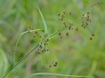 Scirpus flaccidifolius (Fernald) Schuyler