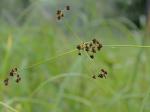 Scirpus flaccidifolius (Fernald) Schuyler