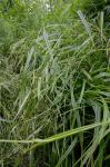 Scirpus flaccidifolius (Fernald) Schuyler