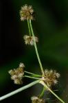 Scirpus flaccidifolius (Fernald) Schuyler