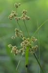 Scirpus georgianus Harper