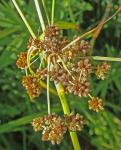 Scirpus georgianus Harper