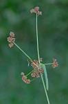 Scirpus hattorianus Makino