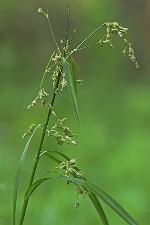 Scirpus lineatus Michaux