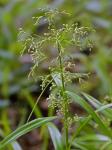 Scirpus lineatus Michaux