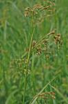 Scirpus pendulus Muhlenberg