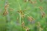 Scirpus pendulus Muhlenberg