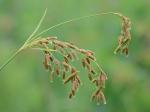 Scirpus pendulus Muhlenberg