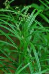 Scirpus polyphyllus Vahl