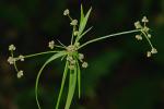 Scirpus polyphyllus Vahl