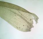 Sciuro-hypnum plumosum (Hedw.) Ignatov & Huttunen