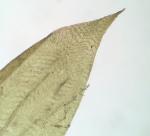 Sciuro-hypnum plumosum (Hedw.) Ignatov & Huttunen