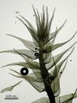 Sciuro-hypnum reflexum (Starke) Ignatov & Huttunen