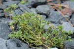 Scleranthus annuus L. ssp. annuus