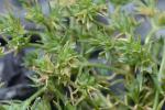Scleranthus annuus L. ssp. annuus