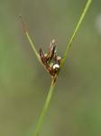 Scleria ciliata Michaux var. ciliata
