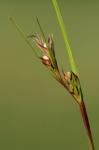 Scleria minor (Britton) W. Stone
