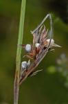 Scleria minor (Britton) W. Stone