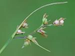 Scleria muehlenbergii Steudel