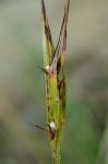 Scleria oligantha Michaux