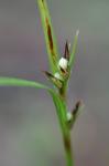 Scleria oligantha Michaux