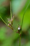 Scleria pauciflora Muhl. ex Willd.