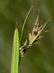 Scleria triglomerata Michaux
