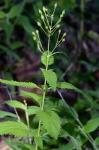 Scrophularia lanceolata Pursh