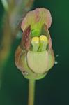 Scrophularia lanceolata Pursh
