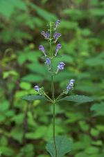 Scutellaria elliptica Muhl. ex Spreng.
