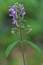 Scutellaria elliptica Muhl. ex Spreng.