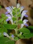 Scutellaria elliptica Muhl. ex Spreng. var. hirsuta (Short & Peter) Fern.