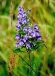 Scutellaria elliptica Muhl. ex Spreng.
