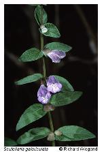 Scutellaria galericulata L.
