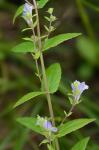 Scutellaria galericulata L.