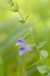 Scutellaria galericulata L.
