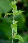 Scutellaria galericulata L.