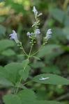 Scutellaria incana Biehler