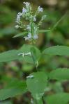 Scutellaria incana Biehler