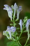 Scutellaria incana Biehler