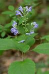 Scutellaria incana Biehler
