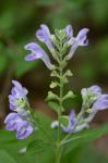 Scutellaria incana Biehler