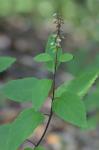 Scutellaria incana Biehler