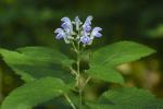 Scutellaria incana Biehler