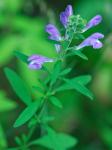 Scutellaria integrifolia L.
