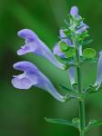 Scutellaria integrifolia L.