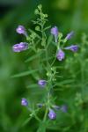 Scutellaria integrifolia L.