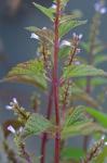 Scutellaria lateriflora L.